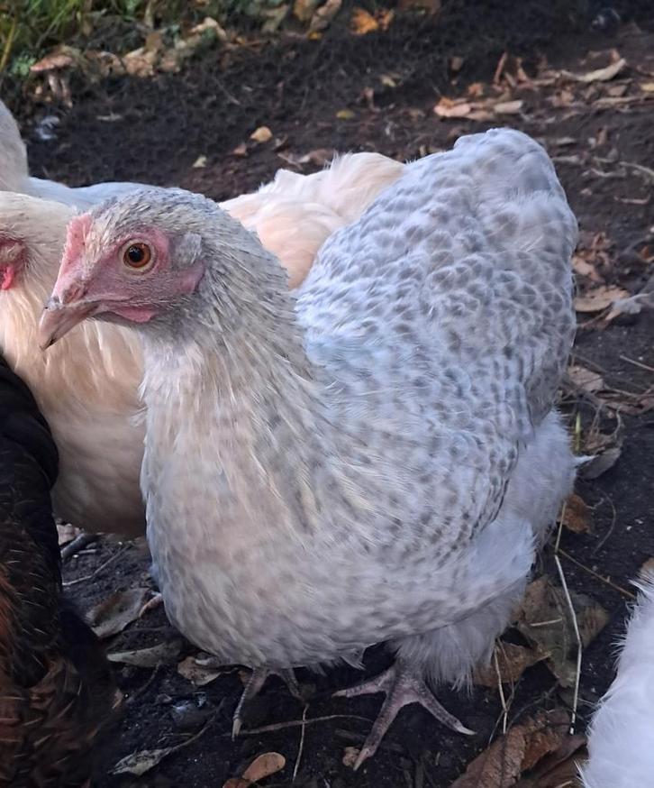 Orpington kriel hennen ISABEL KOEKOEKPATRIJS mei/juni 2025, Dieren en Toebehoren, Pluimvee, Kip, Vrouwelijk