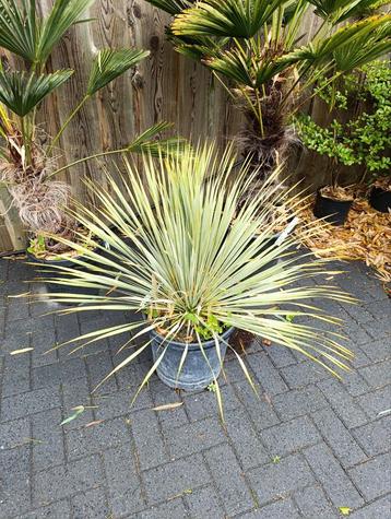 Yucca rostrata winterhard  beschikbaar voor biedingen