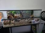 Terrarium, 120x50x50 met veel hamster toebehoren., Dieren en Toebehoren, Knaagdieren en Konijnen | Hokken en Kooien, Kooi, 110 cm of meer
