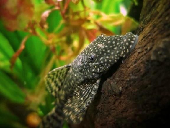 Koppeltje borstelneus algeneters, Dieren en Toebehoren, Vissen | Aquariumvissen, Zoetwatervis, Vis