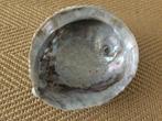 Grote abalone schelp 15x13 ophalen, Verzamelen, Mineralen en Fossielen, Ophalen