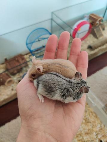 Lieve jonge dwerghamsters uit het hamsterhuis beschikbaar voor biedingen