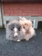 Lieve, mooie baardkonijntjes, Dieren en Toebehoren, Konijnen, Mannelijk, Dwerg, 0 tot 2 jaar