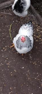 Wyandotte kriel, Dieren en Toebehoren, Pluimvee, Mannelijk, Kip