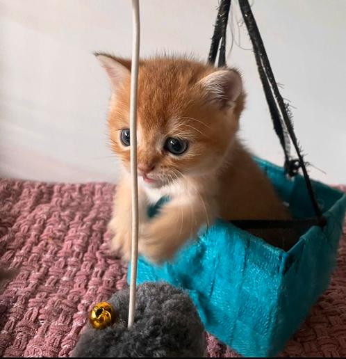 Golden shades Kittens, Dieren en Toebehoren, Katten en Kittens | Raskatten | Korthaar, Ontwormd