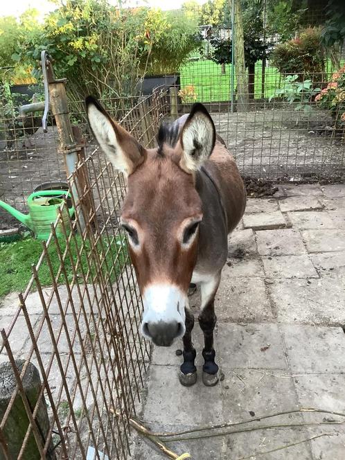 Mini ezel, Dieren en Toebehoren, Schapen, Geiten en Varkens, Geit, Mannelijk