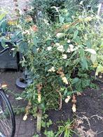 Gele vlinderstruik, Tuin en Terras, Planten | Bomen, Overige soorten, Minder dan 100 cm, Zomer, Ophalen