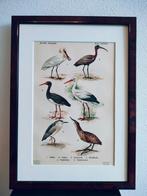 Litho Floericke Lepelaar Ibis Ooievaar Kwak Roerdomp 1922, Ophalen of Verzenden