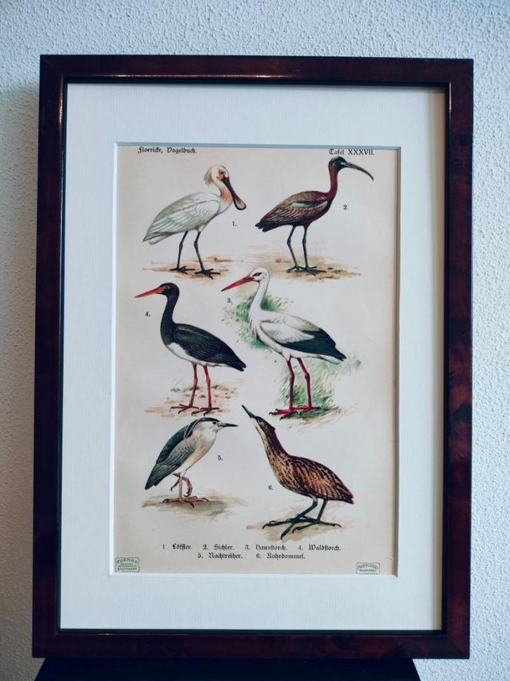Litho Floericke Lepelaar Ibis Ooievaar Kwak Roerdomp 1922, Antiek en Kunst, Kunst | Litho's en Zeefdrukken, Ophalen of Verzenden