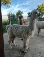 Te koop: alpaca Voorstehoeve Django, Dieren en Toebehoren, Mei, Mannelijk