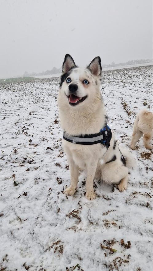 Dekreu pomsky., Dieren en Toebehoren, Honden | Dekreuen, Reu, Particulier, Eén hond, Nederland, 1 tot 2 jaar, CDV (hondenziekte)