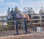 4 jarige tangelo x zirroco blue, Dieren en Toebehoren, Paarden, Hengst, 160 tot 165 cm, 3 tot 6 jaar