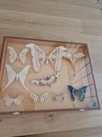 Antieke vlindercollectie in houten doos, Ophalen