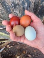 Broedeieren kleurleggers, Dieren en Toebehoren, Pluimvee, Geslacht onbekend, Kip