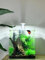 Kempvis met aquarium, Dieren en Toebehoren, Vissen | Aquaria en Toebehoren, Ophalen, Zo goed als nieuw, Gevuld zoetwateraquarium