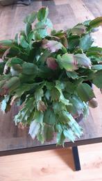 Kerstcactus / lidcactus, Ophalen of Verzenden, In pot, Halfschaduw, Minder dan 100 cm