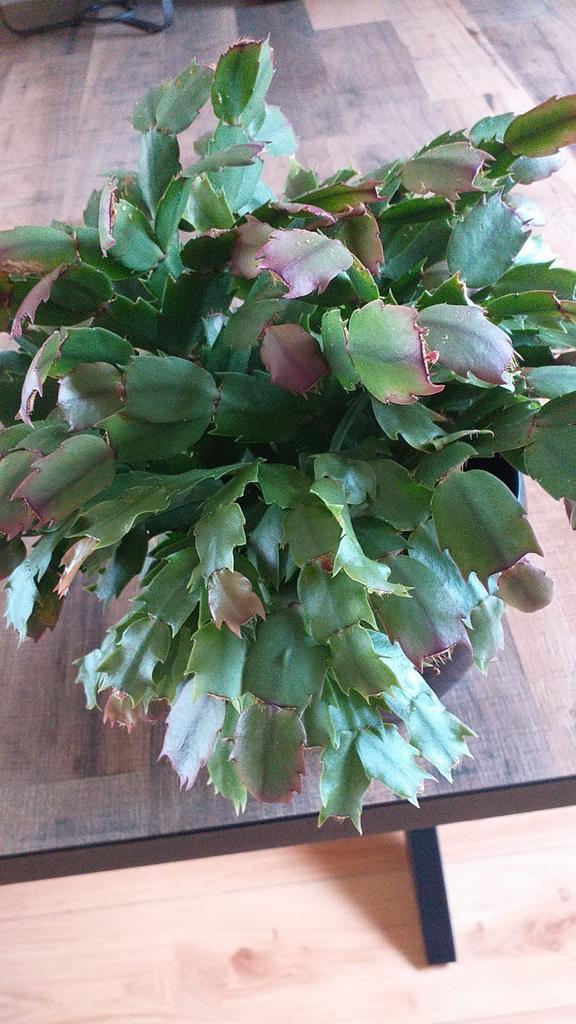 Kerstcactus / lidcactus, Huis en Inrichting, Kamerplanten, Minder dan 100 cm, Halfschaduw, In pot, Ophalen of Verzenden