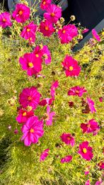 Zakje met zaadjes Cosmos Cosmea, Tuin en Terras, Bloembollen en Zaden, Ophalen of Verzenden, Voorjaar, Volle zon, Zaad