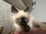 Ragdoll kittens, Dieren en Toebehoren, Ophalen, Nieuw