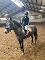 Lieve C/D pony zoekt een nieuw huisje, Merrie, Recreatiepony