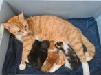 Kittens Europese korthaar x ragdoll, Meerdere dieren, 0 tot 2 jaar