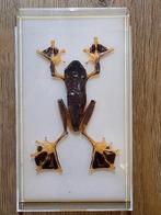 Vliegende boomkikker (opgezet) Rhacophorus reinwardtii Java, Verzamelen, Dierenverzamelingen, Ophalen of Verzenden, Zo goed als nieuw