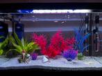 Superfish Start 100 Tropical Kit - Aquaria - 68x35x51 cm, Ophalen of Verzenden, Zo goed als nieuw, Leeg aquarium