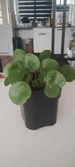 Pannekoekenplant, Ophalen, Overige soorten, Minder dan 100 cm