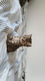 Brits kortehaar kittens, Dieren en Toebehoren, Katten en Kittens | Overige Katten