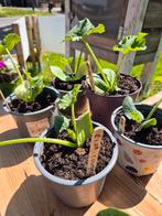 Moestuin plantjes. Courgette. Tomaat. Komkommer. Courgette, Tuin en Terras, Ophalen, Volle zon, Groenteplanten, Eenjarig