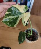 Monstera Thai constellation, Huis en Inrichting, Kamerplanten, Ophalen, Halfschaduw, Minder dan 100 cm