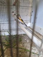 Putters, Dieren en Toebehoren, Vogels | Overige Vogels, Meerdere dieren, Wildzangvogel, Geringd