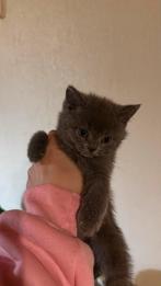 katten, Dieren en Toebehoren, Katten en Kittens | Overige Katten, Kater, Kortharig