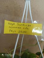 Hoya Sunrise in hangpot nummer C184, Overige soorten, Minder dan 100 cm, Ophalen of Verzenden, Halfschaduw