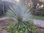 yucca Rostrata, Tuin en Terras, 100 tot 250 cm, Zomer, Palmboom, Ophalen