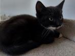 Twee hele lieve kittens, Dieren en Toebehoren, Katten en Kittens | Overige Katten, Kater