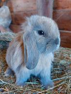 Minilop konijntjes, Meerdere dieren, Klein, Hangoor, 0 tot 2 jaar