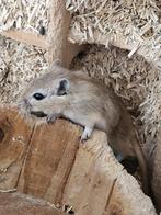 2 baby gerbils te koop, Meerdere dieren, Overige typen