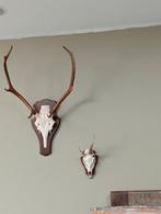 Mooie geweien hertenkoppen, Huis en Inrichting, Woonaccessoires | Wanddecoraties, Ophalen, Zo goed als nieuw