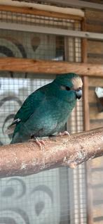 Kakariki, Dieren en Toebehoren, Meerdere dieren, Parkiet