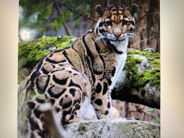 2023 Cambodia - Clouded leopard - 1 oz silver, Postzegels en Munten, Munten | Azië, Losse munt, Zuidoost-Azië, Zilver, Ophalen of Verzenden