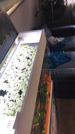 Water planten voor aquarium gratis, Dieren en Toebehoren, Ophalen of Verzenden, Zo goed als nieuw, Plant(en), Steen of Hout