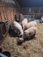 Te koop gevraagd !! Schropshire schapen, Vrouwelijk, Schaap