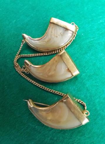 Antiek Tijgerklauw met goud ,broche uit Indonesia.  beschikbaar voor biedingen
