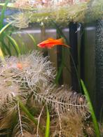 Jong volwassenen zwaarddrager man ruil/koop, Dieren en Toebehoren, Vissen | Aquariumvissen, Vis, Zoetwatervis, Schoolvis