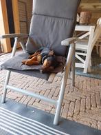 Black and ten, Dieren en Toebehoren, Honden | Jack Russells en Terriërs, Jack Russell Terriër, Reu, Eén hond, 3 tot 5 jaar