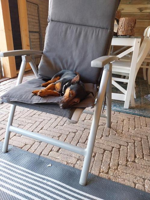 Black and ten, Dieren en Toebehoren, Honden | Jack Russells en Terriërs, Reu, Jack Russell Terriër, Particulier, Eén hond, Nederland