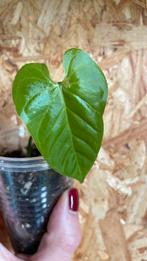 Anthurium Balaoanum stekje, Ophalen of Verzenden, Halfschaduw, Minder dan 100 cm