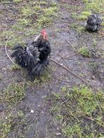 Cochin kriel haan krul, Dieren en Toebehoren, Mannelijk, Kip