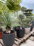 Olijfbomen Palmbomen Yucca’s en plantenbakken, Verzenden, Zomer, Overige soorten, Volle zon